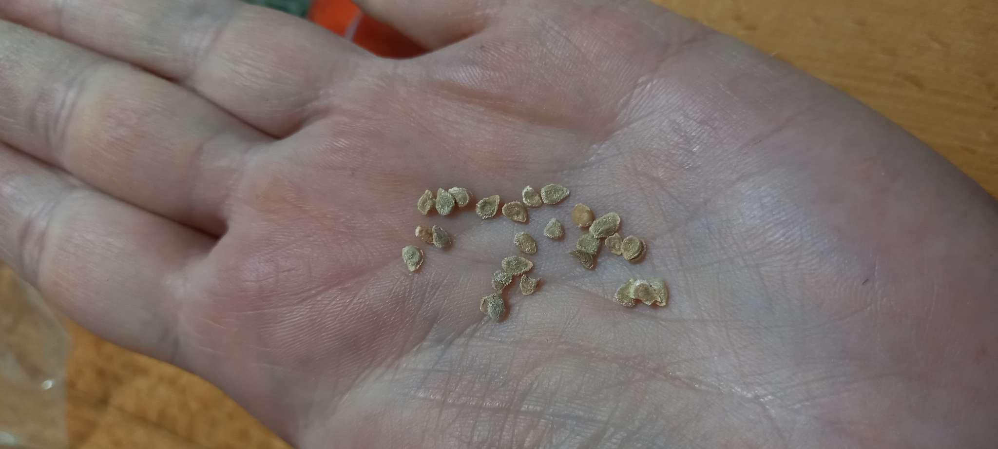 Фотография покупателя товара Семена Томат "Крайний север", 20 шт - Фото 4