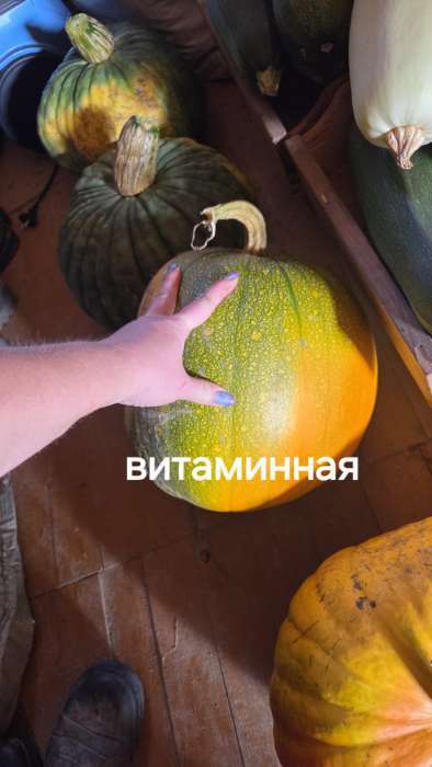 Фотография покупателя товара Семена Тыква "Витаминная", 2 г  серия ХИТ х3 - Фото 4