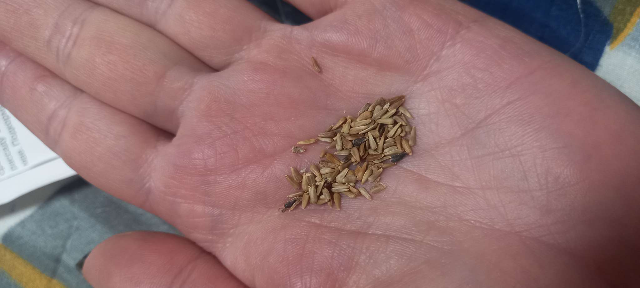 Фотография покупателя товара Семена Астра "Дюшес смесь", 0,2 г - Фото 1