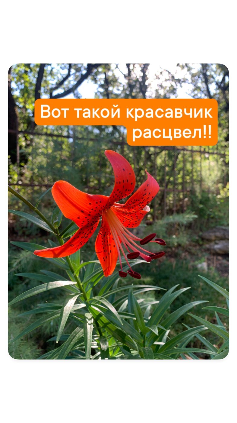 Фотография покупателя товара Лилия Восточная «Касабланка», луковица в пакете с перфорацией, р-р 12/14, 3 шт. - Фото 2