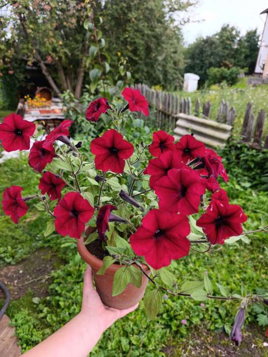 Фотография покупателя товара Семена Цветов Петуния "Тайдал Вейв Ред Велюр", 5 шт - Фото 3