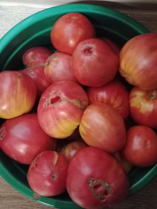 Фотография покупателя товара Семена Томат "Вельможа", детерминантный, низкорослый, 20 шт - Фото 1