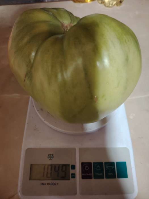 Фотография покупателя товара Семена Томат "Вельможа", детерминантный, низкорослый, 20 шт - Фото 2