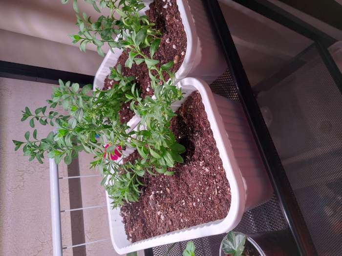 Фотография покупателя товара Ящик для цветов, 28.5×15.5×8.5 см, 2.5 л, пластик, зелёный, Greengo - Фото 1