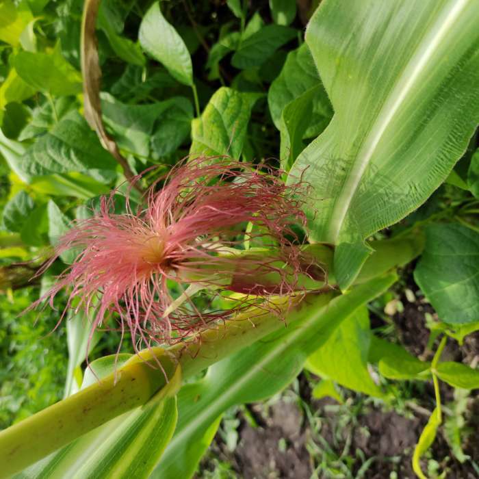 Фотография покупателя товара Семена Кукуруза "Лакомка Белогорья", Сем. Алт, б/п, 5 г - Фото 1