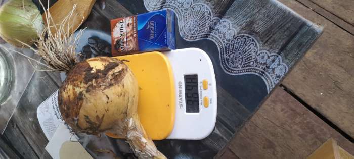 Фотография покупателя товара Семена Лук репчатый "Айлса Грейг", ц/п,  ц/п, 0,2 г - Фото 4