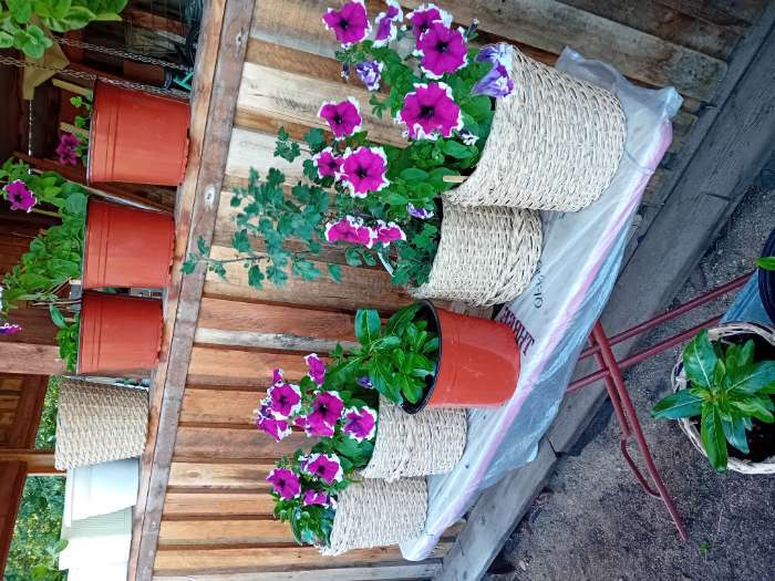 Фотография покупателя товара Семена Цветов Петуния «Малиновый каприз», F1, 7 шт., «Агрофирма АЭЛИТА» - Фото 5