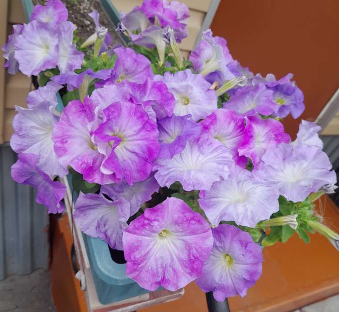 Фотография покупателя товара Семена Цветов Петуния "Городская", F1, волшебница, 7 шт драже в пробирке - Фото 1