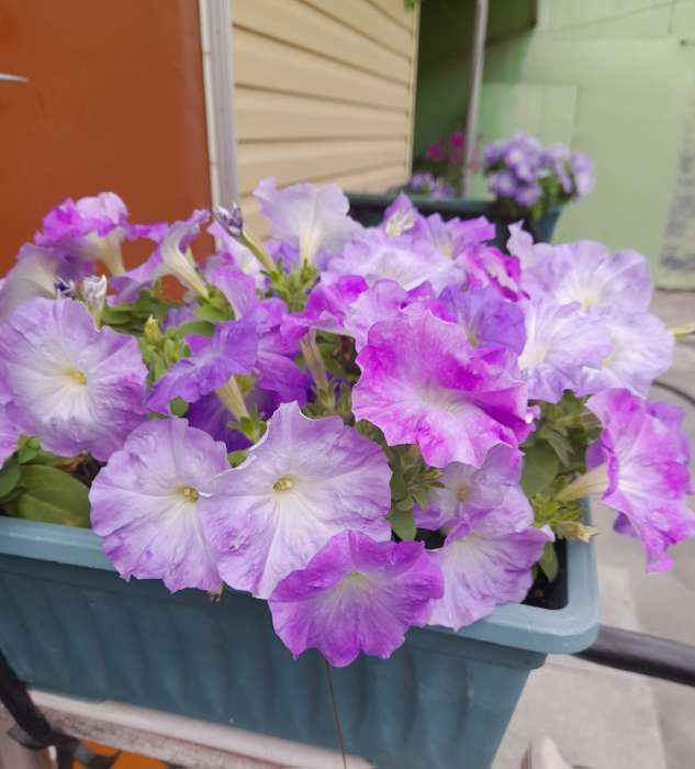 Фотография покупателя товара Семена Цветов Петуния "Городская", F1, волшебница, 7 шт драже в пробирке - Фото 2