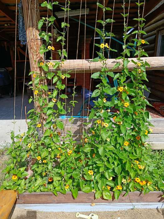 Фотография покупателя товара Семена Цветов Тунбергия крылатая "Цветные бабочки"   ,0 ,15 г  , - Фото 1