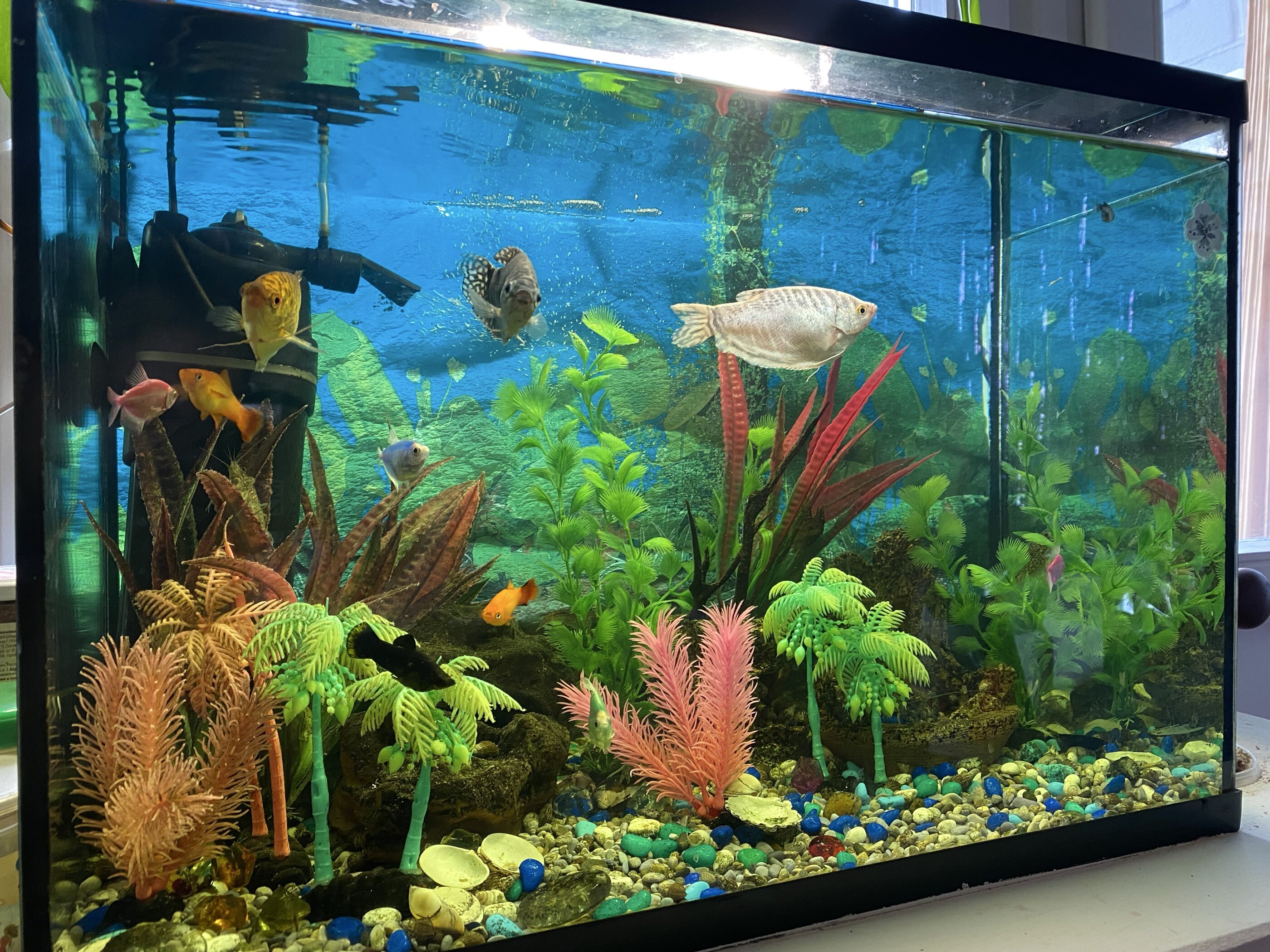 Фотография покупателя товара Растение для аквариума и террариума «Пальма», светящееся, 14 см, красное - Фото 1