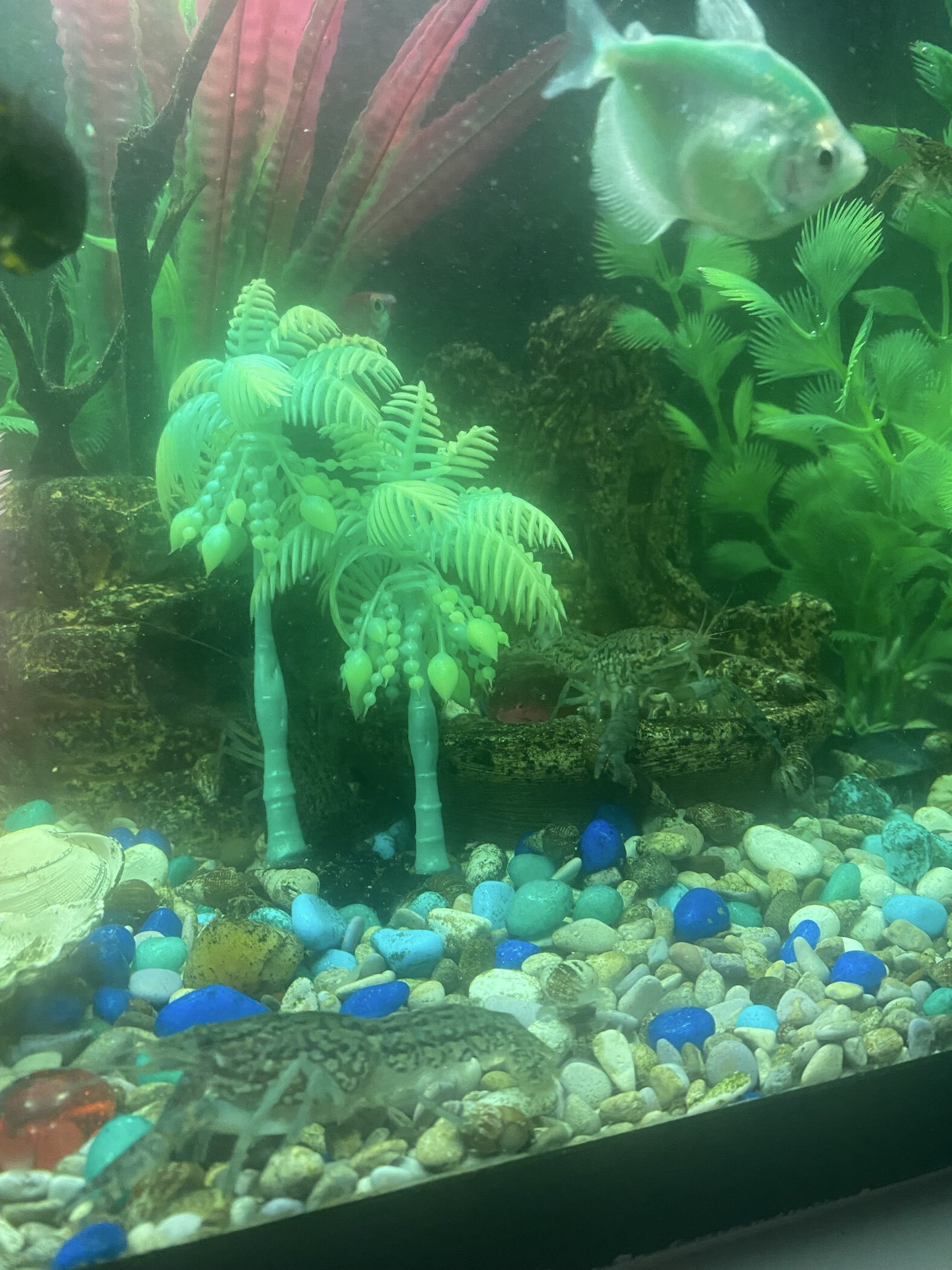 Фотография покупателя товара Растение для аквариума и террариума «Пальма», светящееся, 14 см, красное - Фото 2