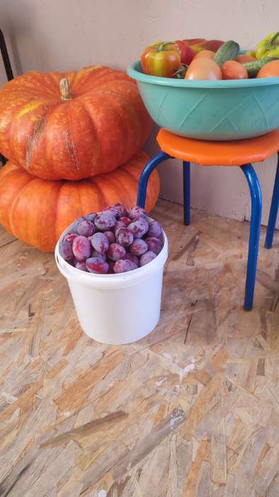 Фотография покупателя товара Семена Тыква крупноплодная "Медовый десерт", 1 г - Фото 1