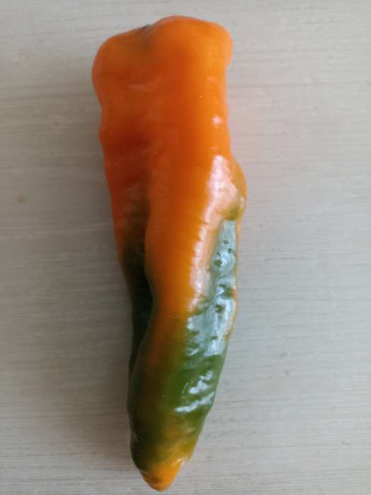 Фотография покупателя товара Семена Перец сладкий "Лисий хвост", 10 шт - Фото 6