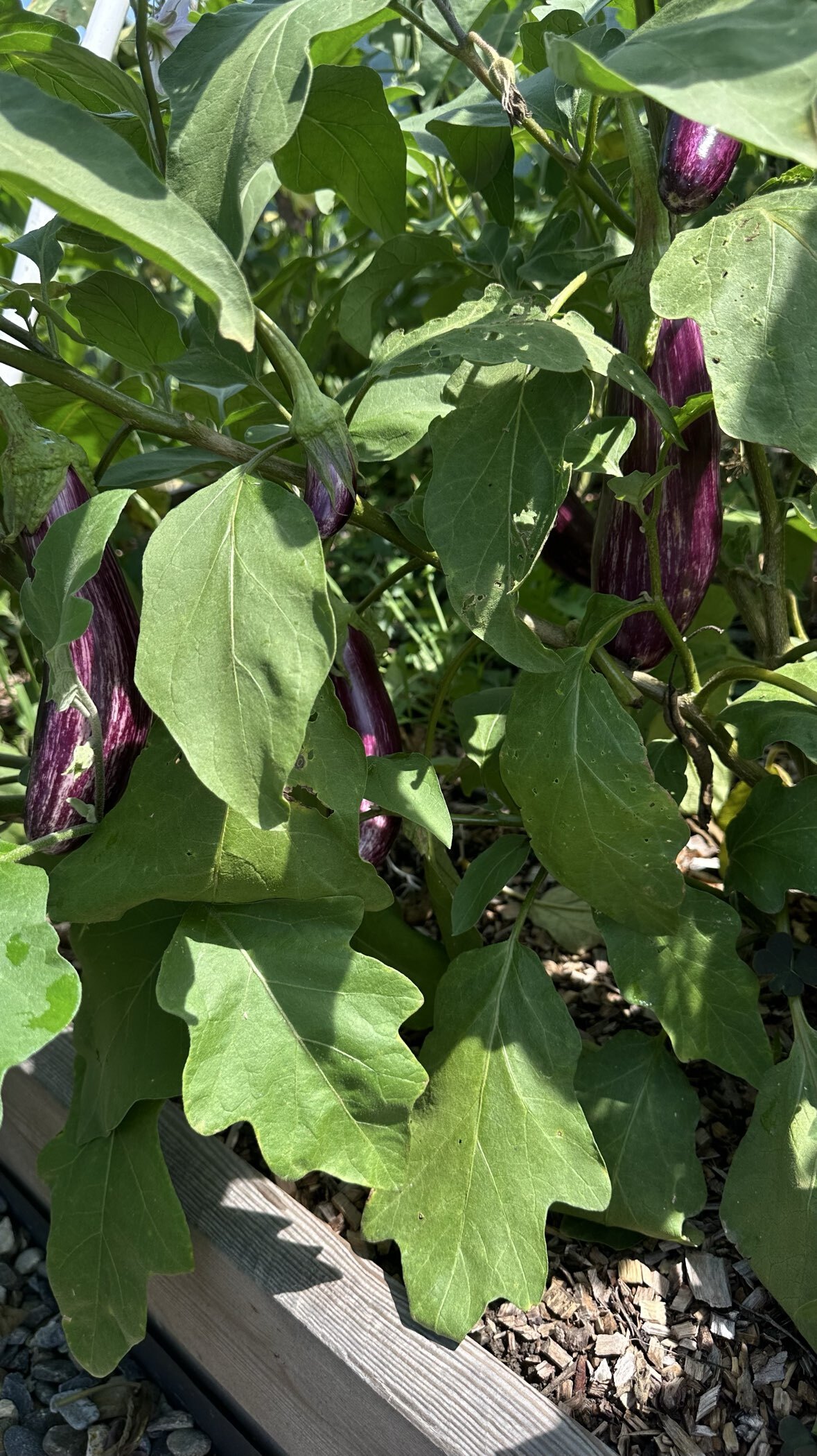 Фотография покупателя товара Семена Баклажан "Матроскин", ц/п, 0,2 гр. - Фото 1