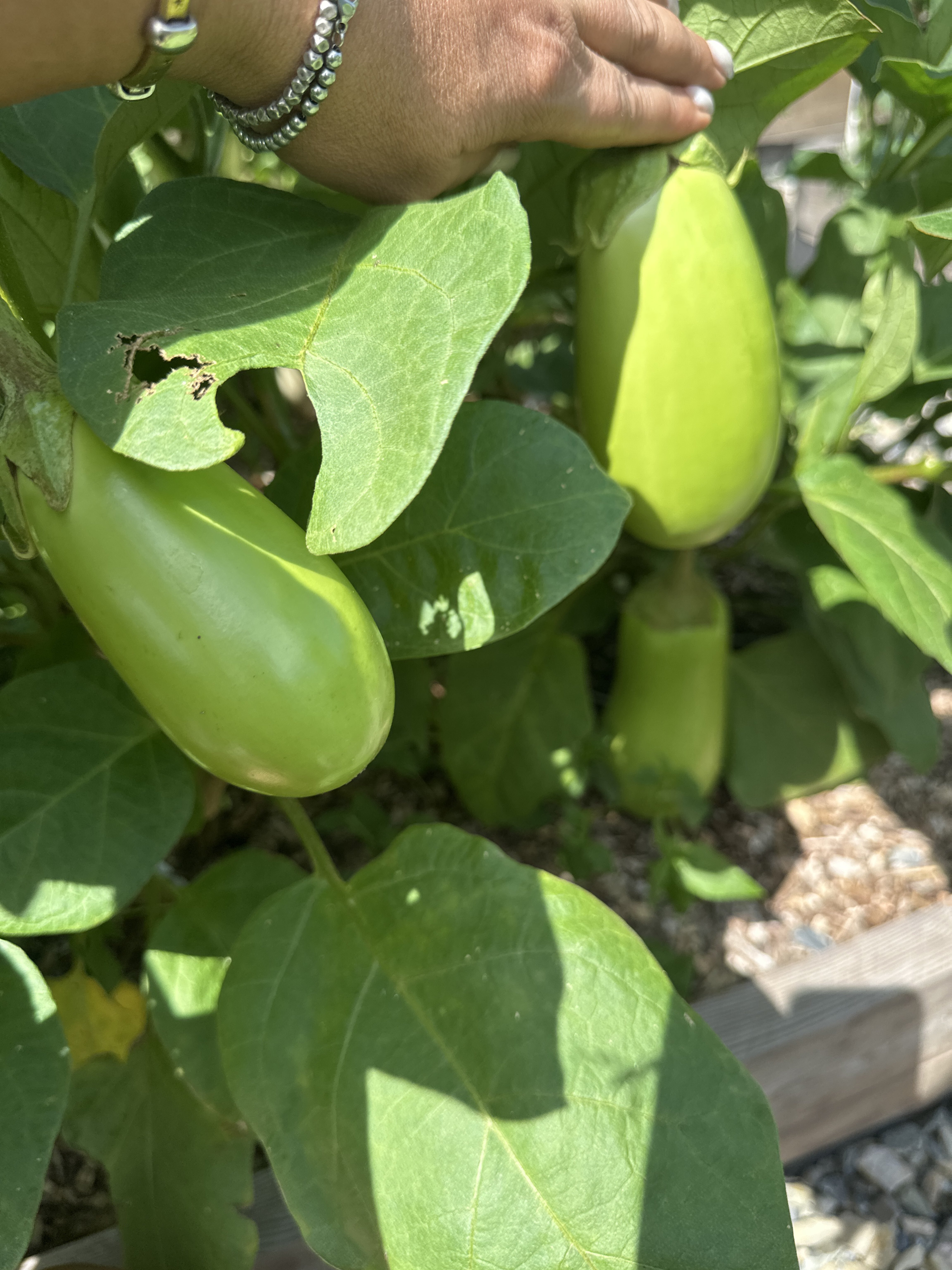 Фотография покупателя товара Семена Баклажан "Аленка", ц/п, 10 шт. - Фото 1