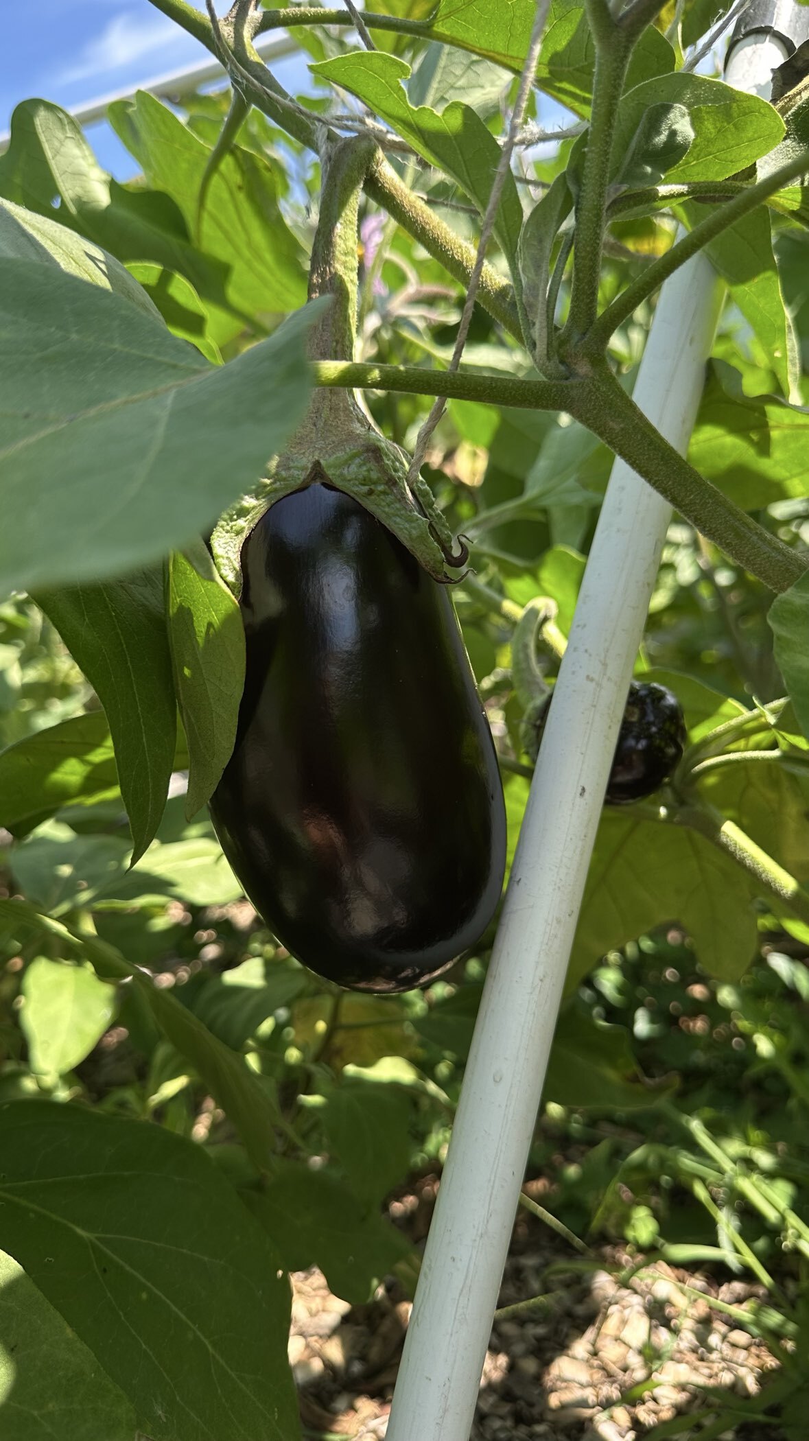 Фотография покупателя товара Семена Баклажан "Эпик", ц/п, F1, 10 шт. - Фото 1