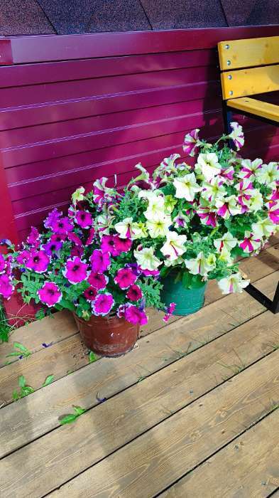 Фотография покупателя товара Семена Цветов Петуния «Малиновый каприз», F1, 7 шт., «Агрофирма АЭЛИТА» - Фото 4