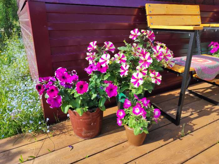 Фотография покупателя товара Семена Цветов Петуния «Малиновый каприз», F1, 7 шт., «Агрофирма АЭЛИТА» - Фото 2