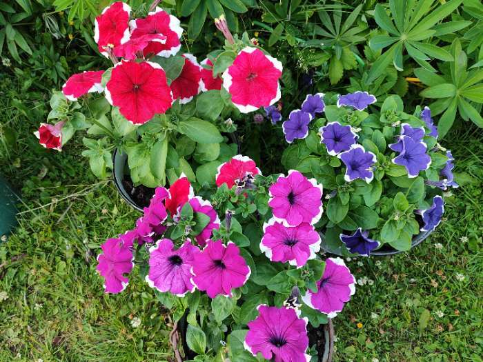 Фотография покупателя товара Семена Цветов Петуния «Малиновый каприз», F1, 7 шт., «Агрофирма АЭЛИТА» - Фото 1