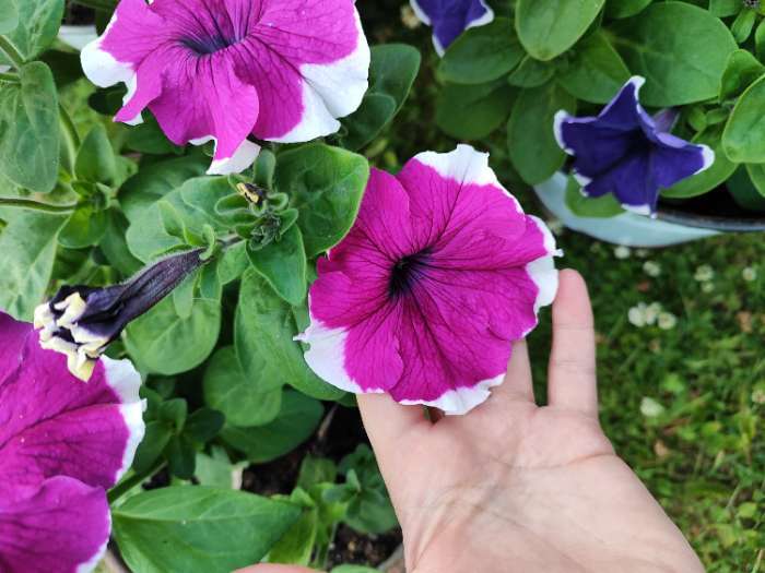 Фотография покупателя товара Семена Цветов Петуния «Малиновый каприз», F1, 7 шт., «Агрофирма АЭЛИТА» - Фото 3