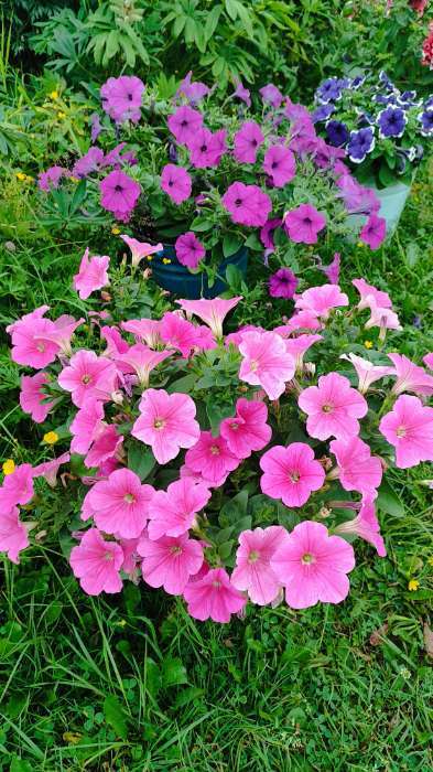 Фотография покупателя товара Семена цветов Петуния "Е3 Изи Вейв Пинк Космо F1", 5 шт - Фото 3