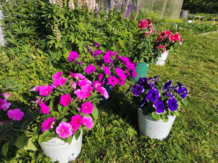 Фотография покупателя товара Семена цветов Петуния "Е3 Изи Вейв Пинк Космо F1", 5 шт - Фото 1