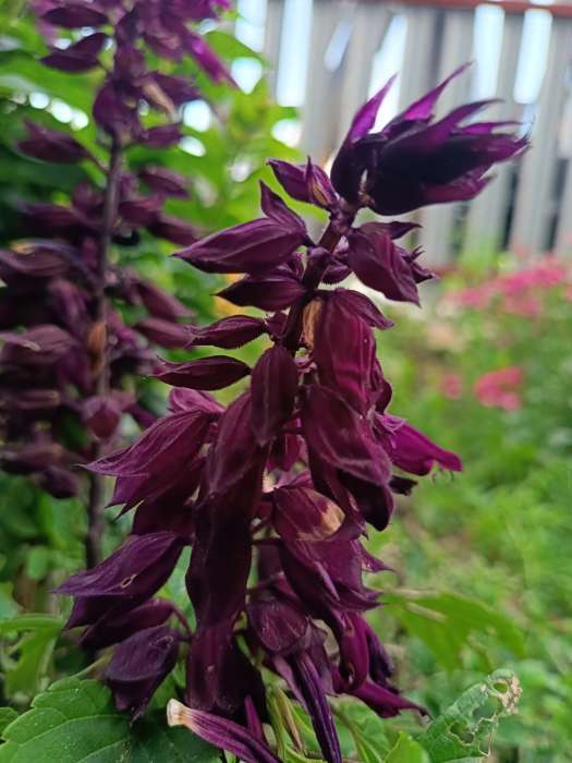 Фотография покупателя товара Семена цветов Сальвия "Сиреневый туман", 10 шт - Фото 1