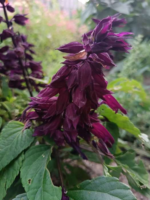 Фотография покупателя товара Семена цветов Сальвия "Сиреневый туман", 10 шт - Фото 2