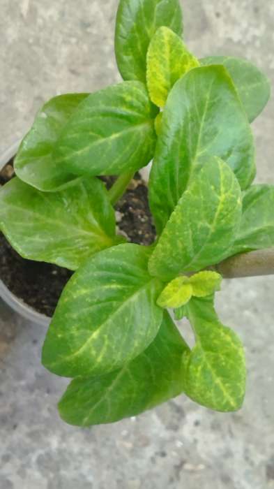 Фотография покупателя товара Семена Цветов Цветочная композиция Лесная Нимфа, 20 шт - Фото 3