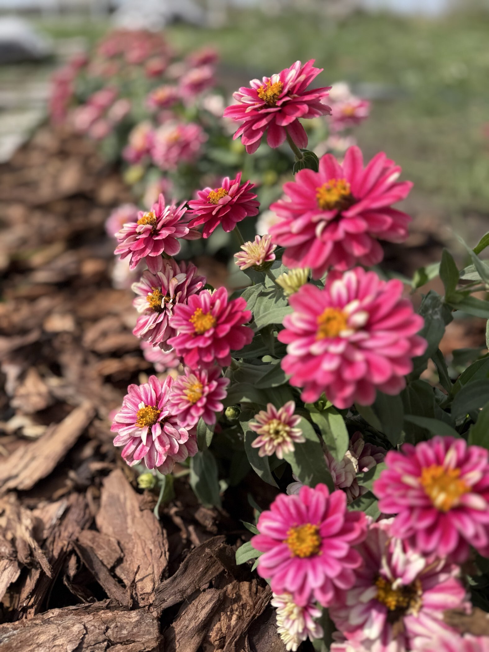 Фотография покупателя товара Семена Цинния "Захара", ц/п,  клубничная, 5 шт. - Фото 2