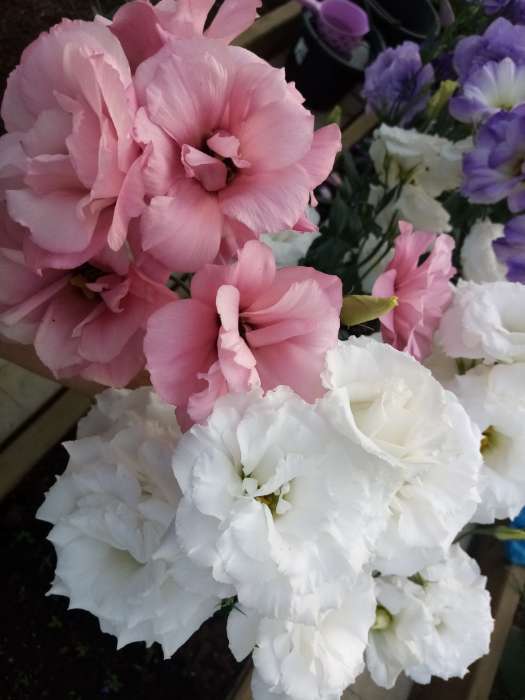 Фотография покупателя товара Семена Цветов Лизиантус «Эустома», «Корелли Уайт», F1, 3 драже, «Евросемена» - Фото 1