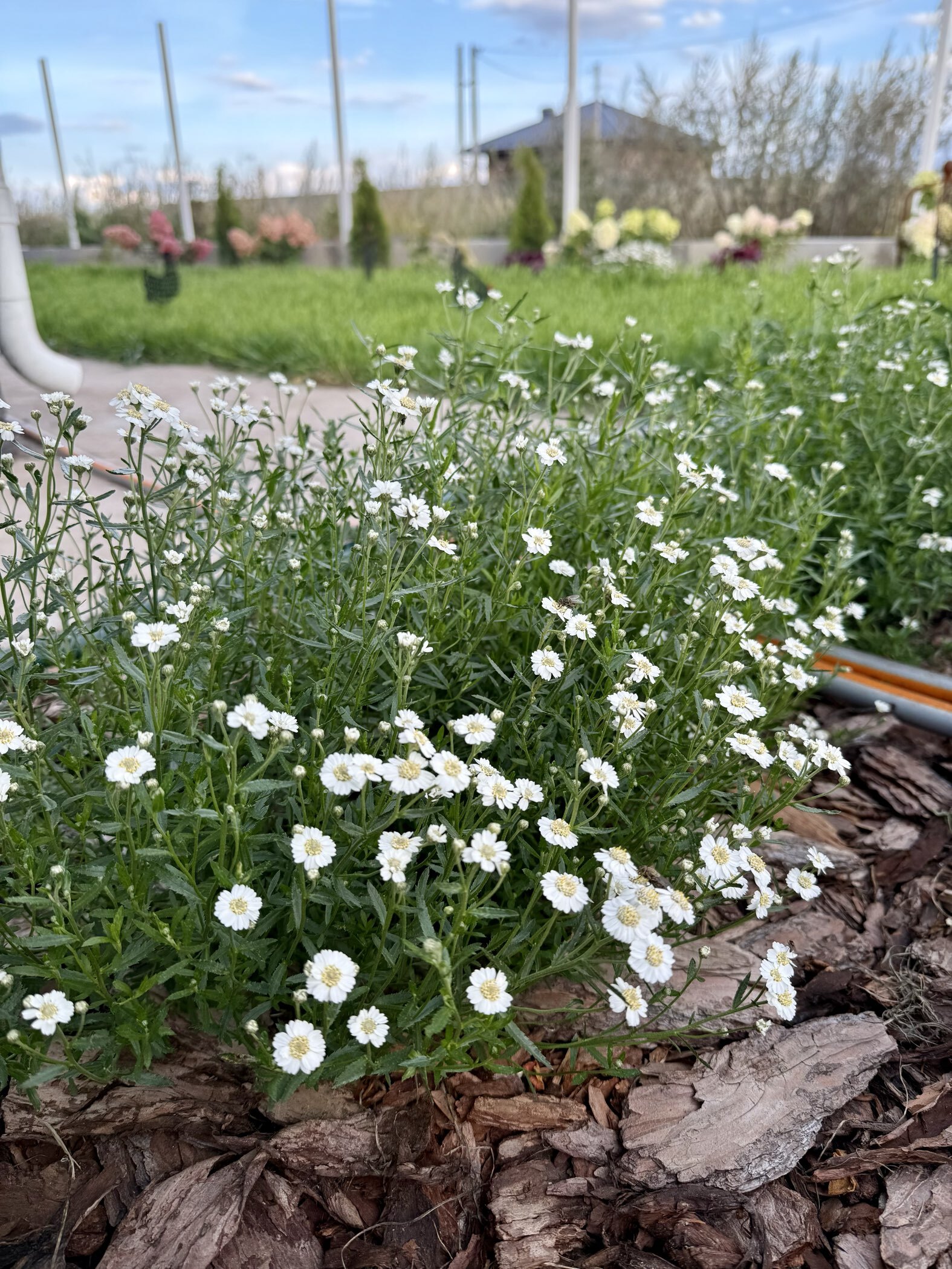 Фотография покупателя товара Семена Тысячелистник "Белый жемчуг", ц/п, 0,05 гр. - Фото 1