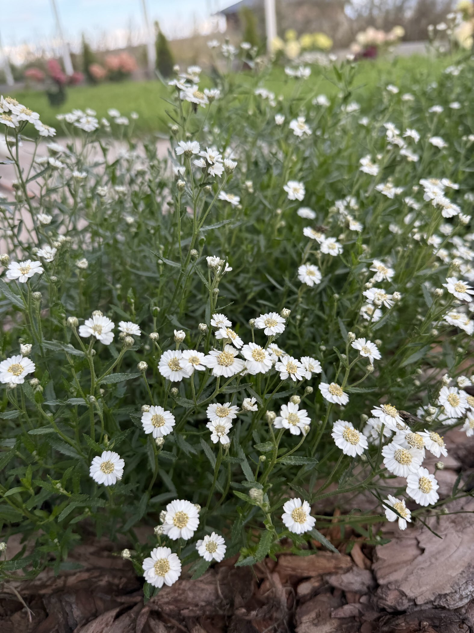 Фотография покупателя товара Семена Тысячелистник "Белый жемчуг", ц/п, 0,05 гр. - Фото 2