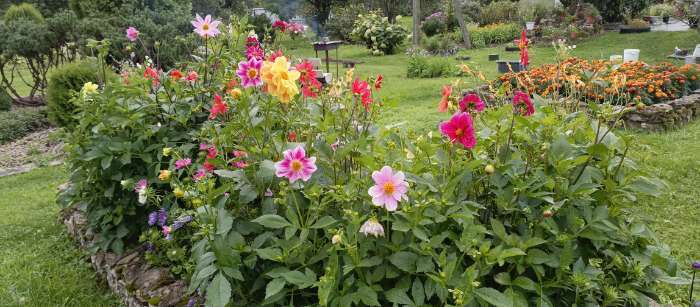 Фотография покупателя товара Семена цветов Георгин "Яркие помпоны", 0,3 г - Фото 1