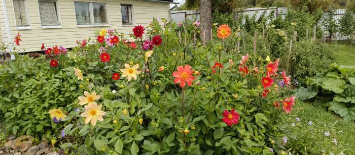 Фотография покупателя товара Семена цветов Георгин "Яркие помпоны", 0,3 г - Фото 2