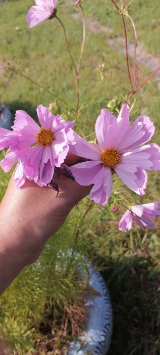 Фотография покупателя товара Семена цветов Космея "Ракушка", 0,2 г - Фото 1