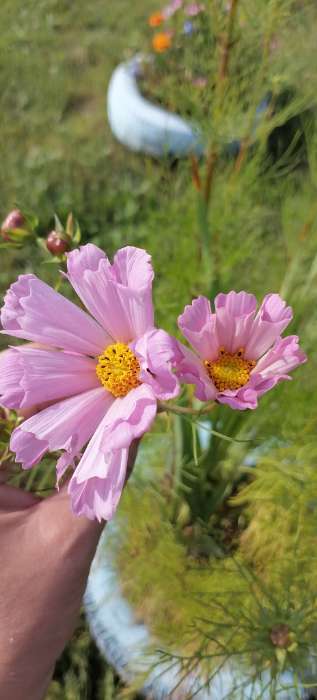 Фотография покупателя товара Семена цветов Космея "Ракушка", 0,2 г - Фото 2
