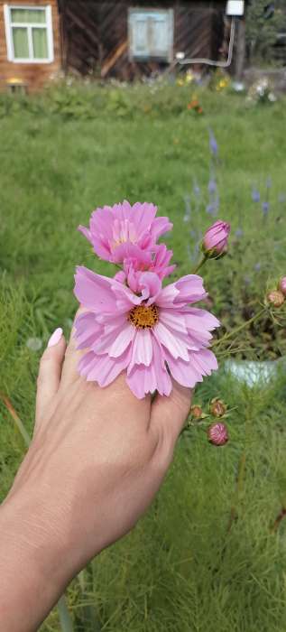 Фотография покупателя товара Семена цветов Космея "Ракушка", 0,2 г - Фото 3