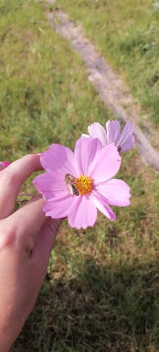 Фотография покупателя товара Семена цветов Космос смесь, космея, 0.1 г - Фото 2