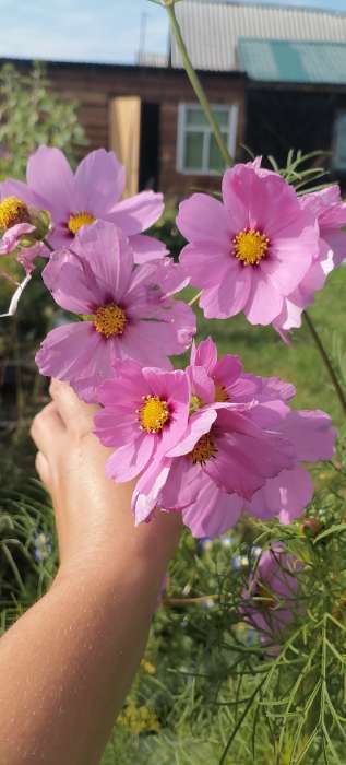 Фотография покупателя товара Семена цветов Космос смесь, космея, 0.1 г - Фото 3