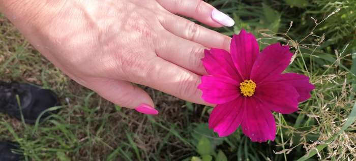 Фотография покупателя товара Семена цветов Космос смесь, космея, 0.1 г - Фото 4