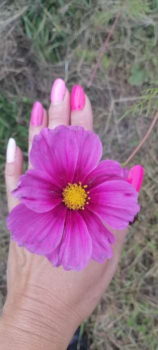 Фотография покупателя товара Семена цветов Космос смесь, космея, 0.1 г - Фото 5