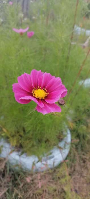 Фотография покупателя товара Семена цветов Космос смесь, космея, 0.1 г - Фото 6