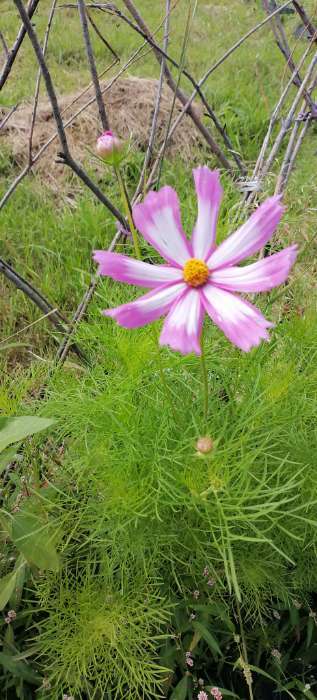 Фотография покупателя товара Семена цветов Космос смесь, космея, 0.1 г - Фото 1
