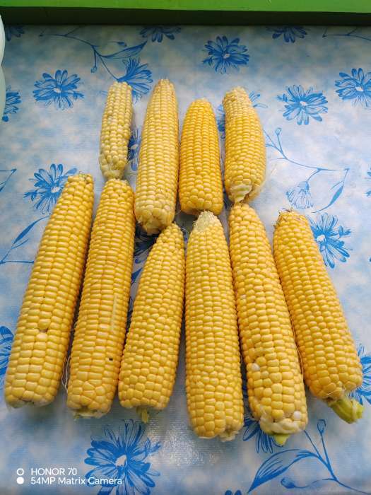 Фотография покупателя товара Семена Кукуруза сахарная "Утренняя песня", ц/п,  5 г  серия ХИТ х3 - Фото 1