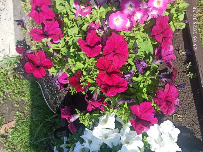 Фотография покупателя товара Семена цветов  Петуния Суперкаскадная "Бургунди", ц/п,  F1, 7 шт - Фото 1