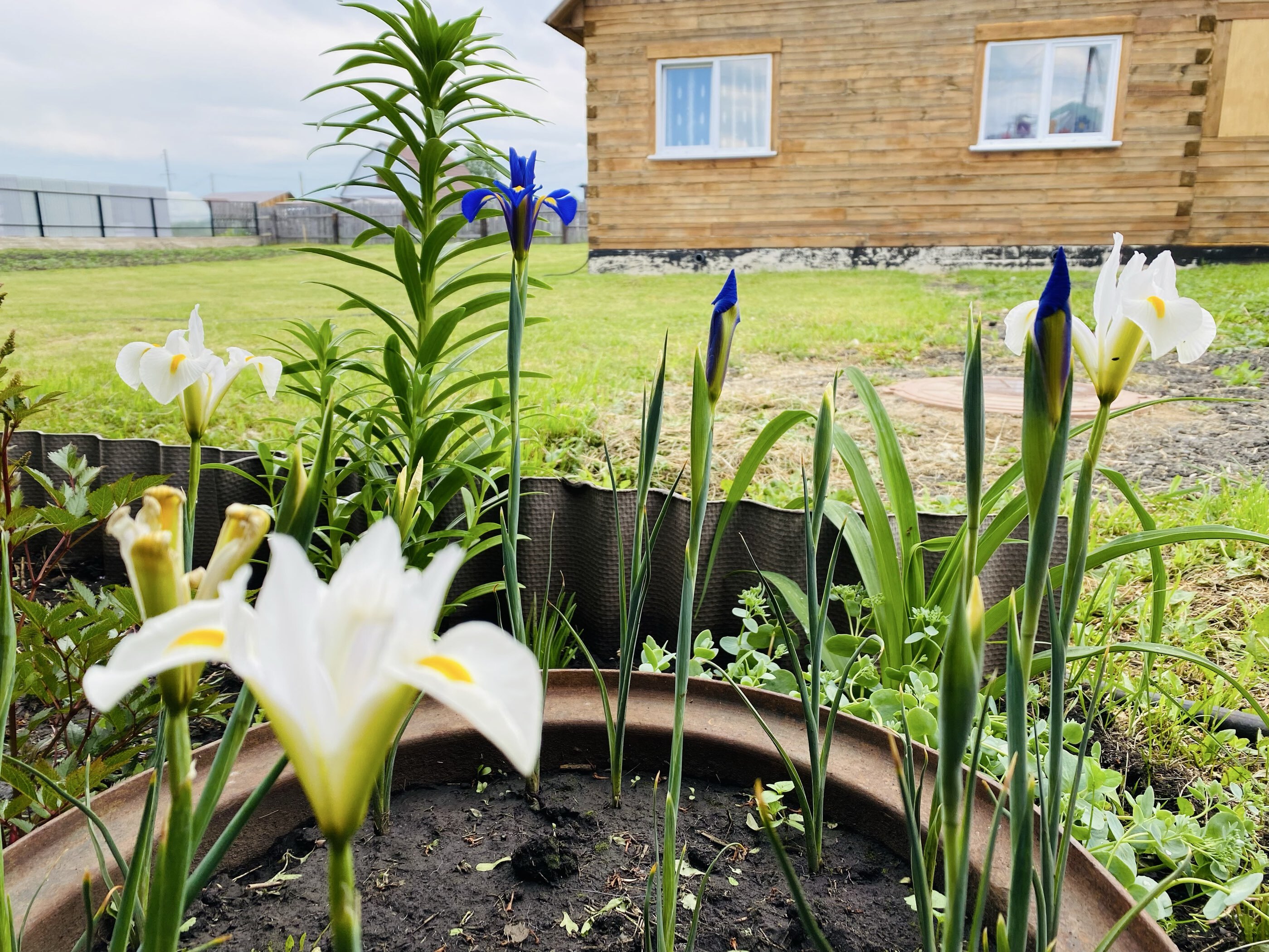 Фотография покупателя товара Ирис голландский «смесь окрасок» , луковица в перфорированном пакете, 10 шт., р-р 6/7 - Фото 1