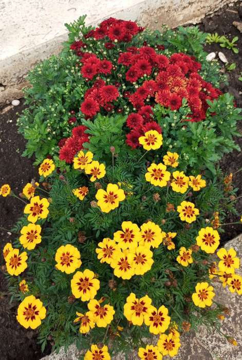 Фотография покупателя товара Семена цветов Бархатцы отклоненные "Монисты" (Тагетес), О, ц/п, 0,3 г - Фото 1