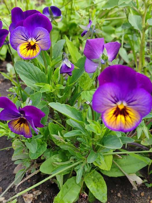 Фотография покупателя товара Семена цветов Виола "Водопад Монро" для вазона, 5 шт - Фото 1